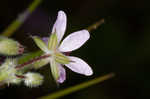 Redstem stork's bill